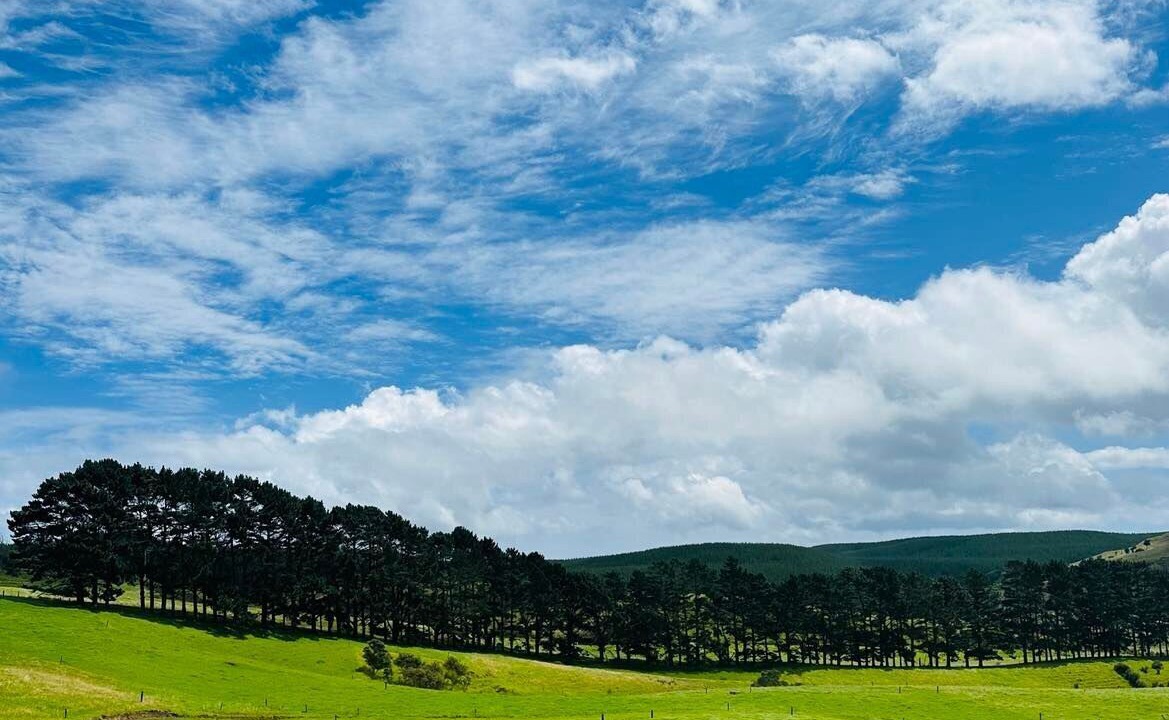 Photo of Others in Helensville