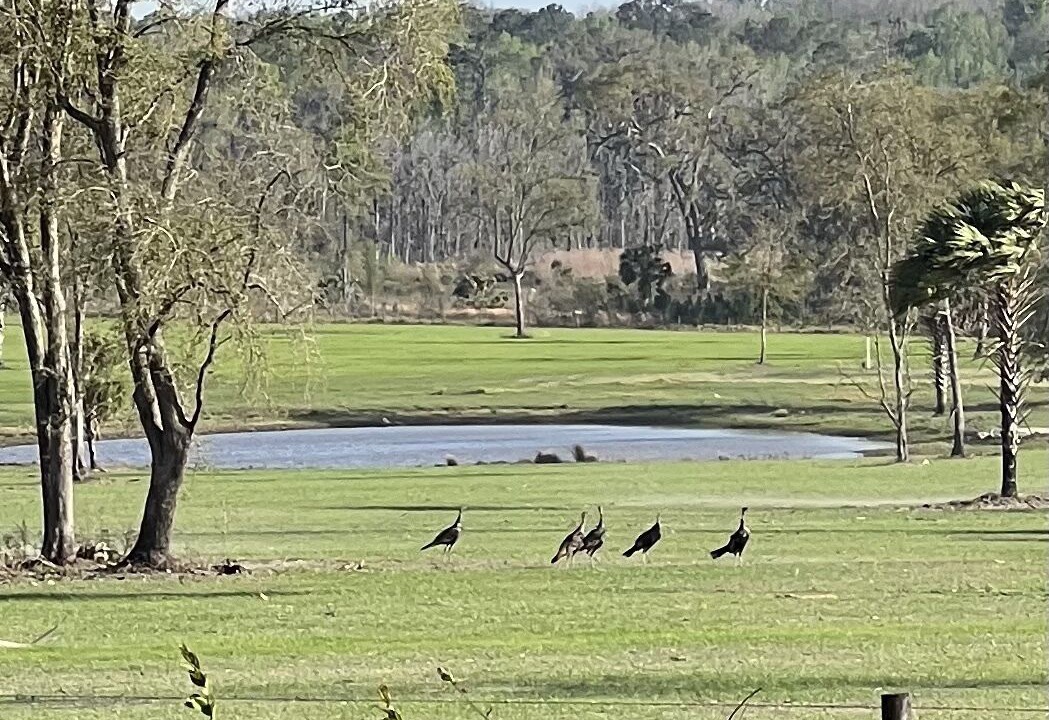 Photo of Outdoor in Reddick