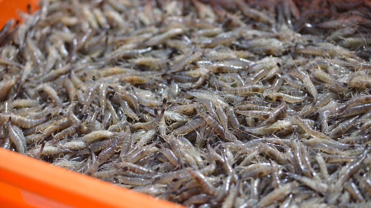Photo of Others in Cayeux-sur-Mer