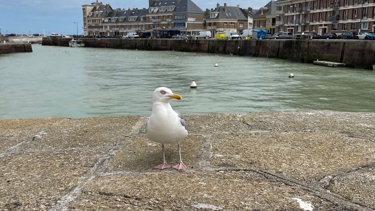 Photo of Outdoor in Saint-Valery-en-Caux