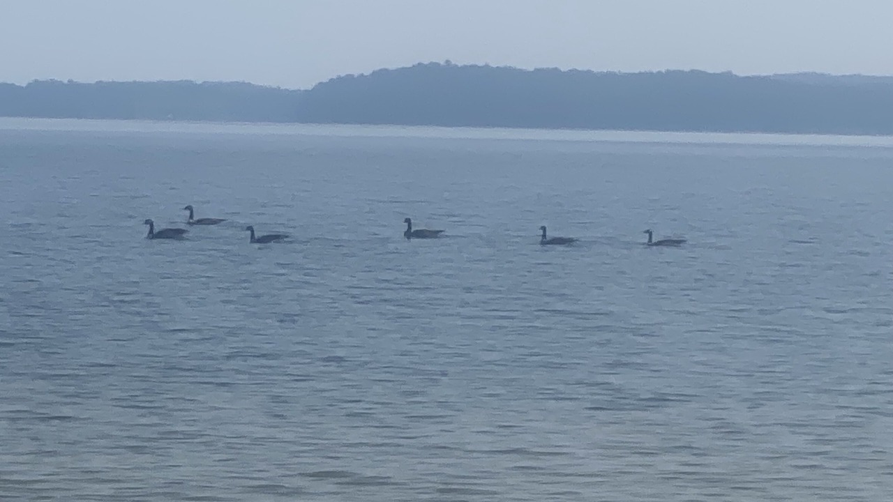 Photo of Others in South Toledo Bend