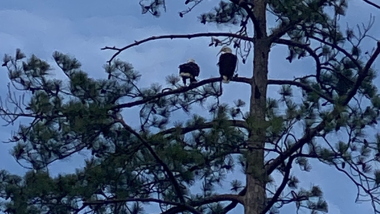 Photo of Others in South Toledo Bend