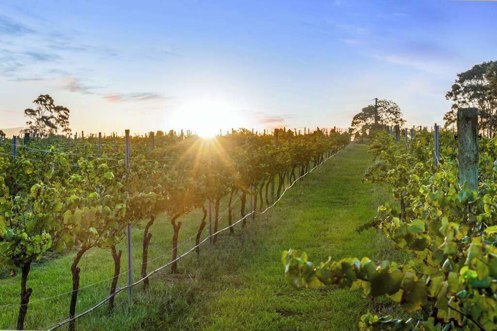 Photo of Others in Lovedale