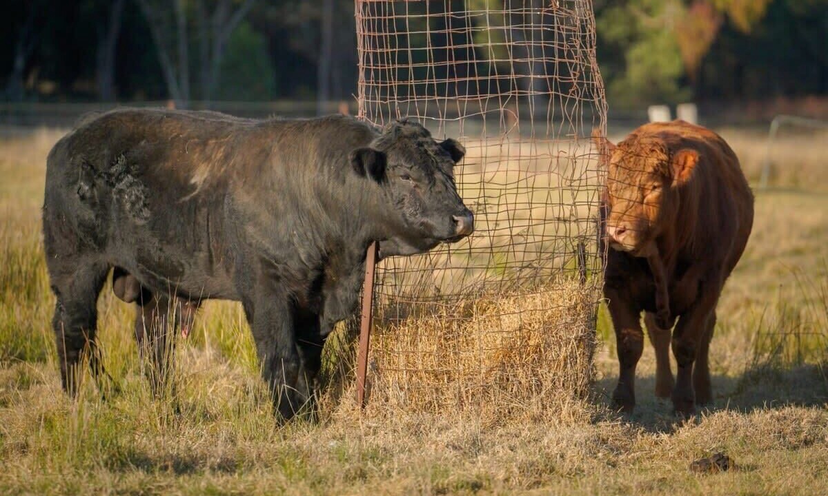 Photo of Others in Ulamambri