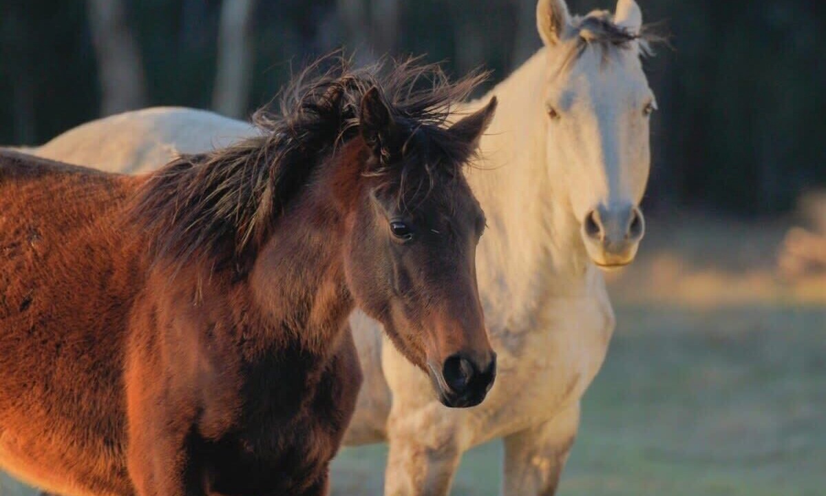 Photo of Others in Ulamambri