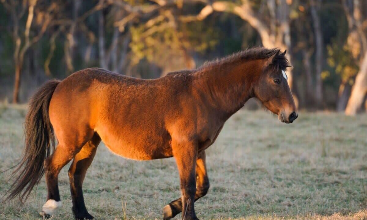 Photo of Others in Ulamambri