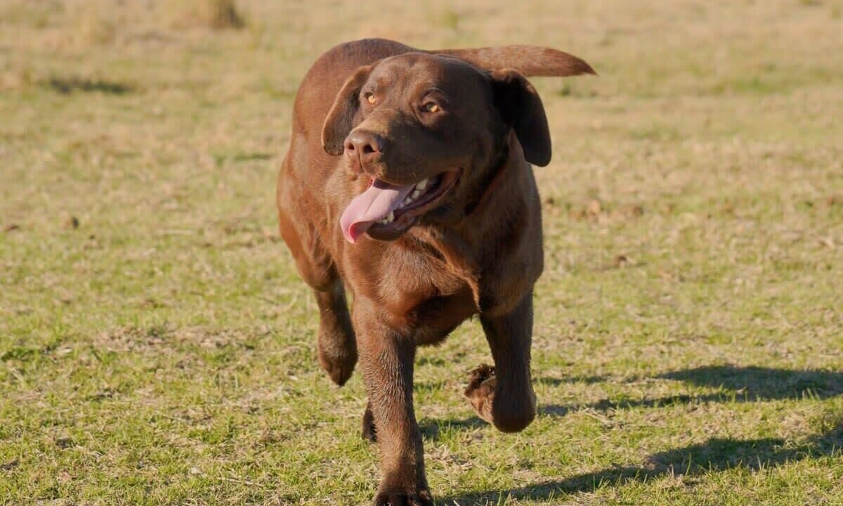 Photo of Others in Ulamambri