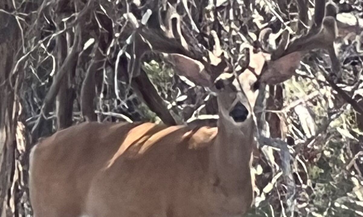 Photo of Outdoor in Lampasas