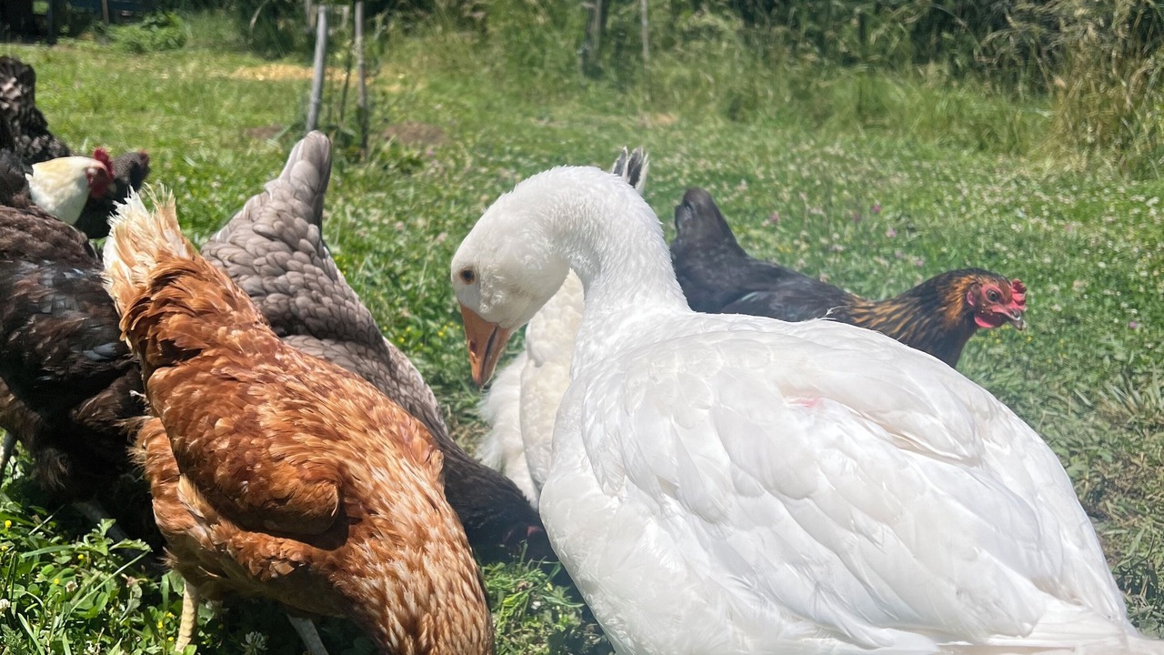 Photo of Others in Lesparrou