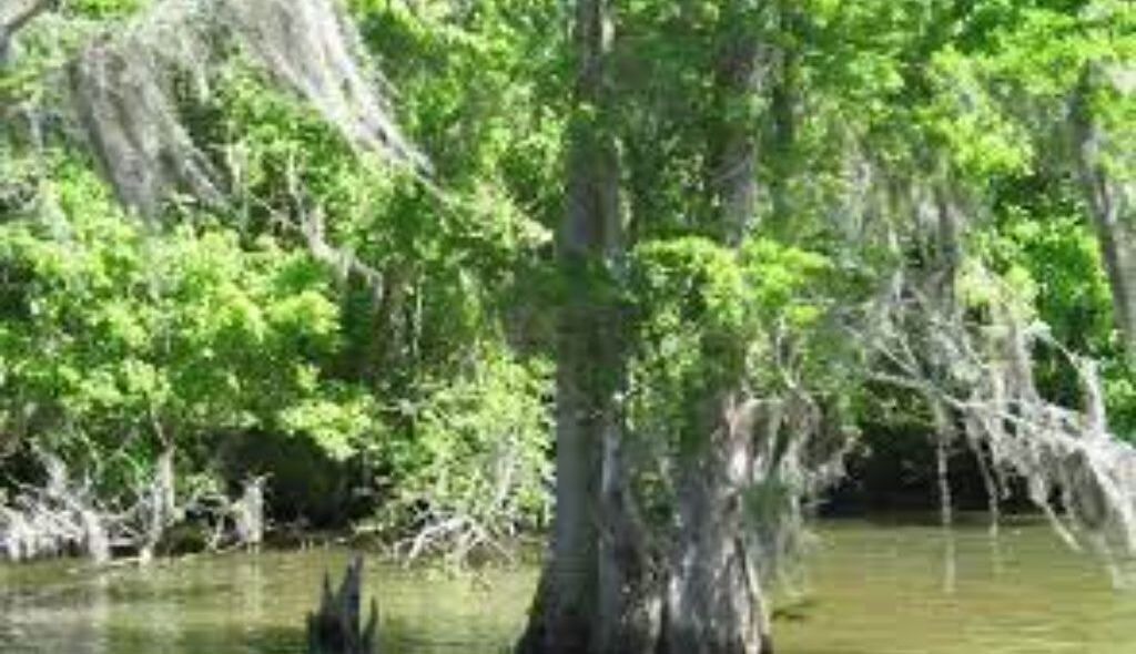 Photo of Others in Houma