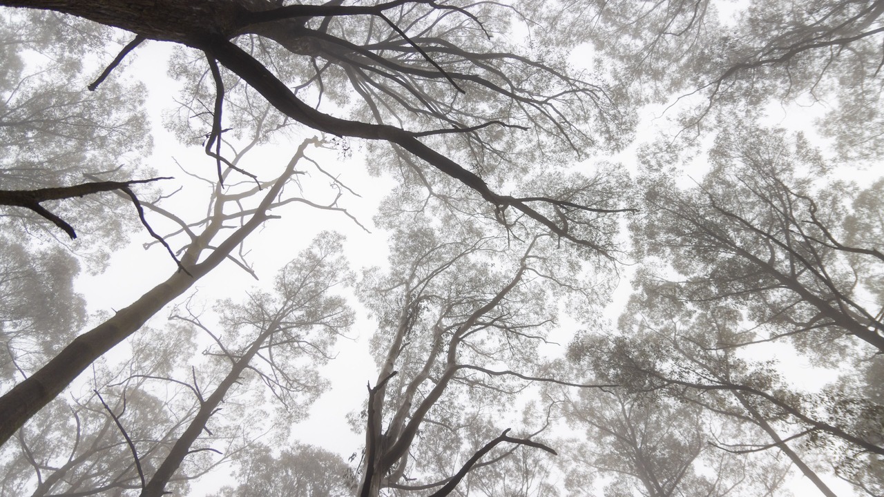 Photo of Outdoor in Benwerrin