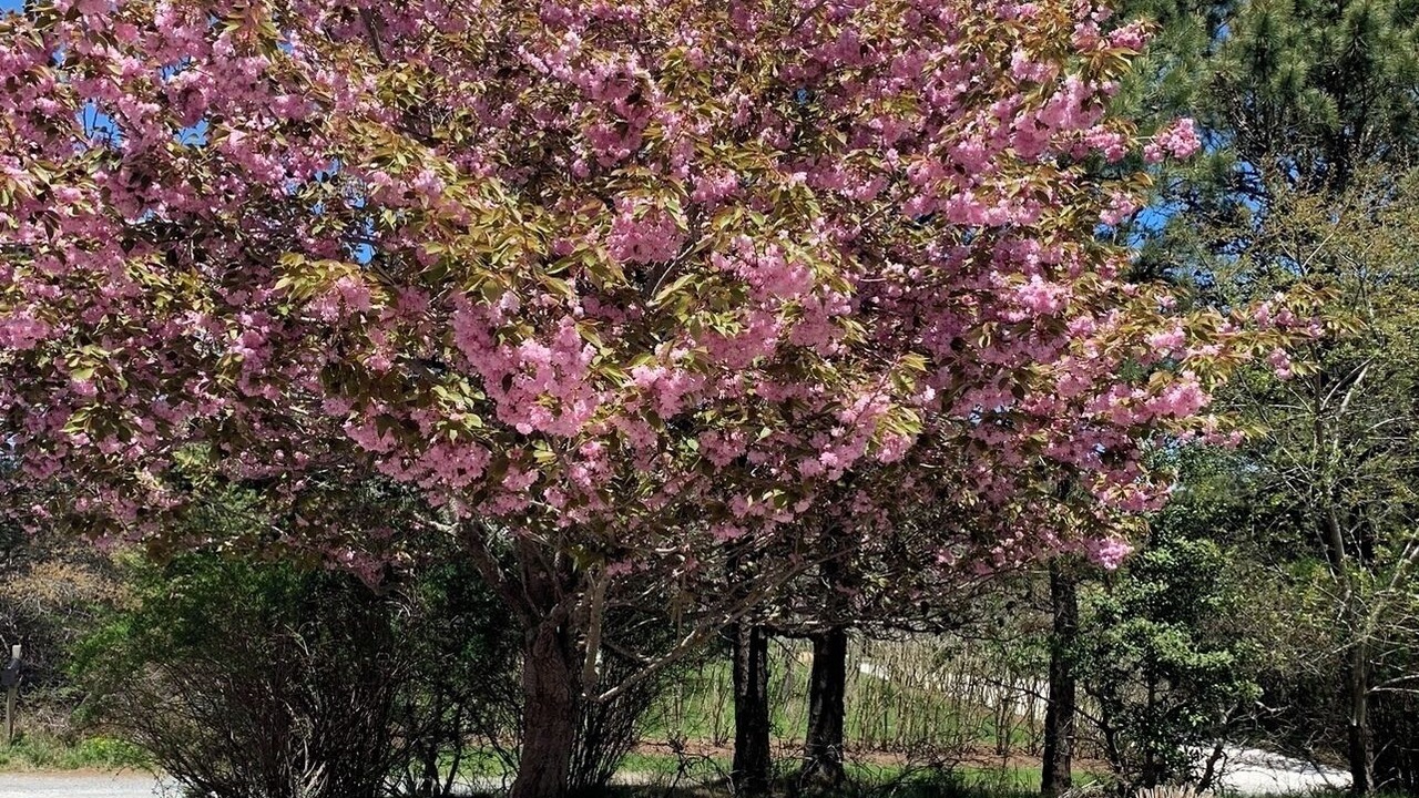 Photo of Outdoor in Nantucket