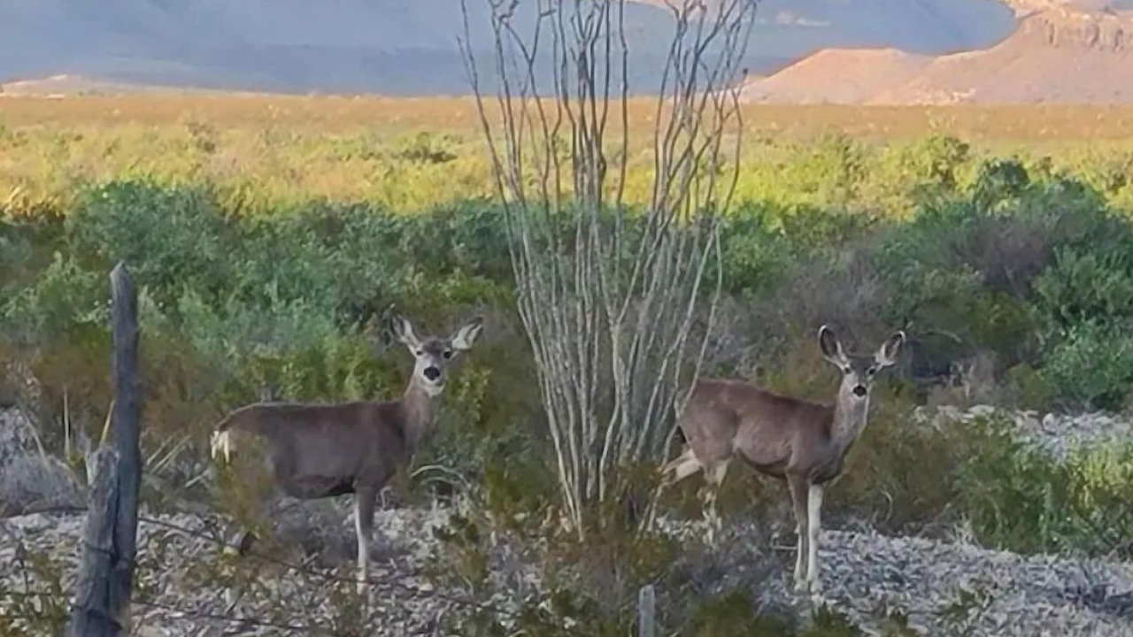 Photo of Others in Alpine