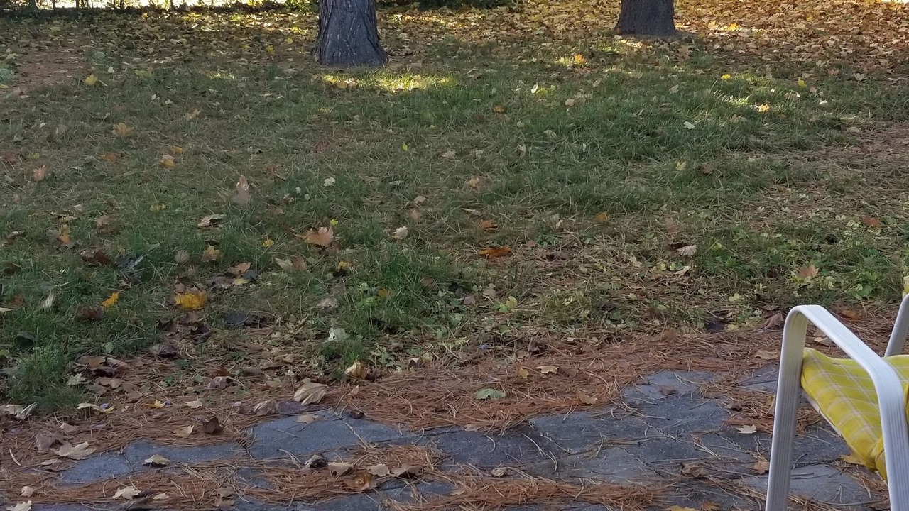 Photo of Outdoor in Bendale