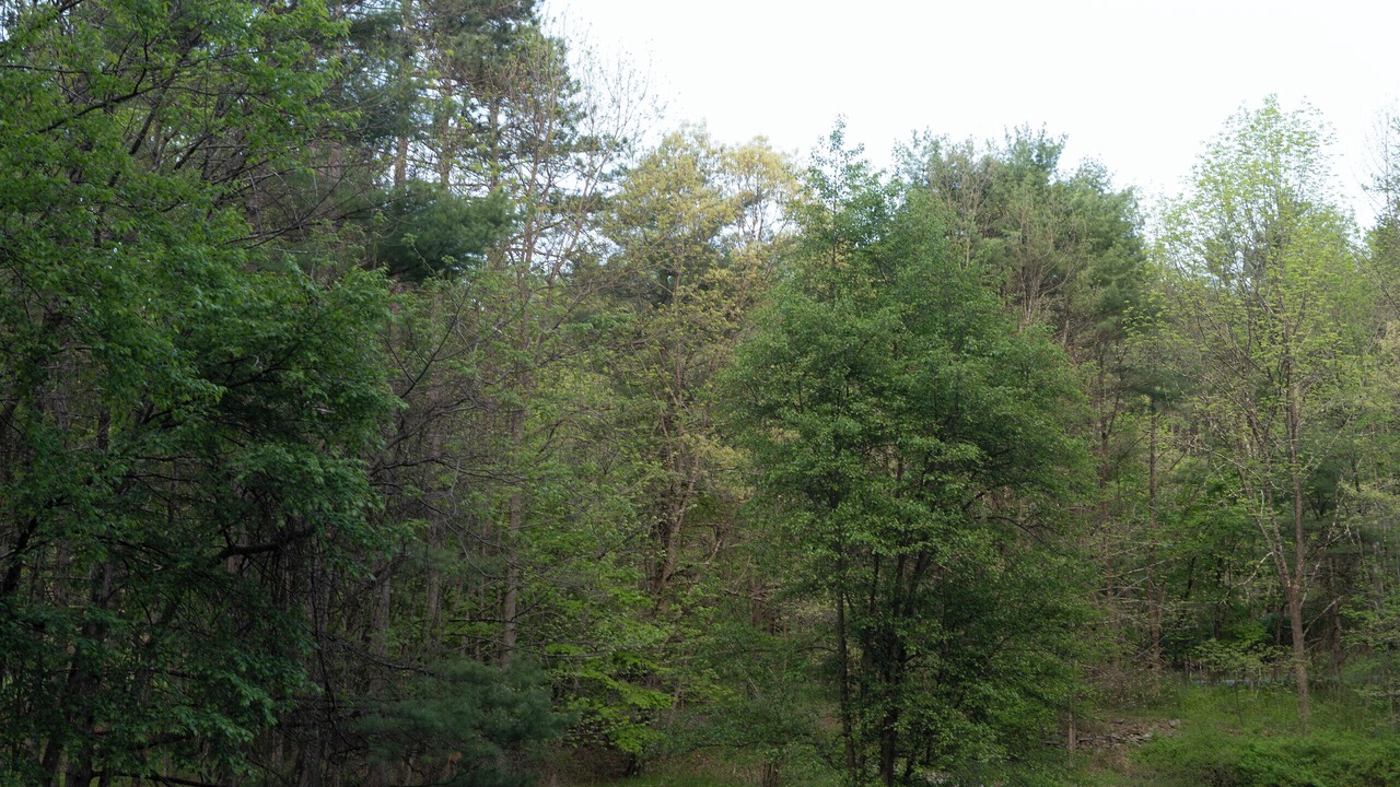 Photo of Outdoor in Narrowsburg