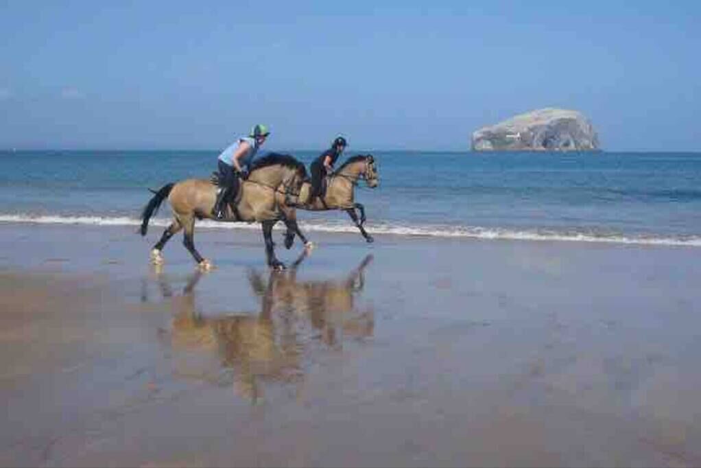 Photo of Others in North Berwick