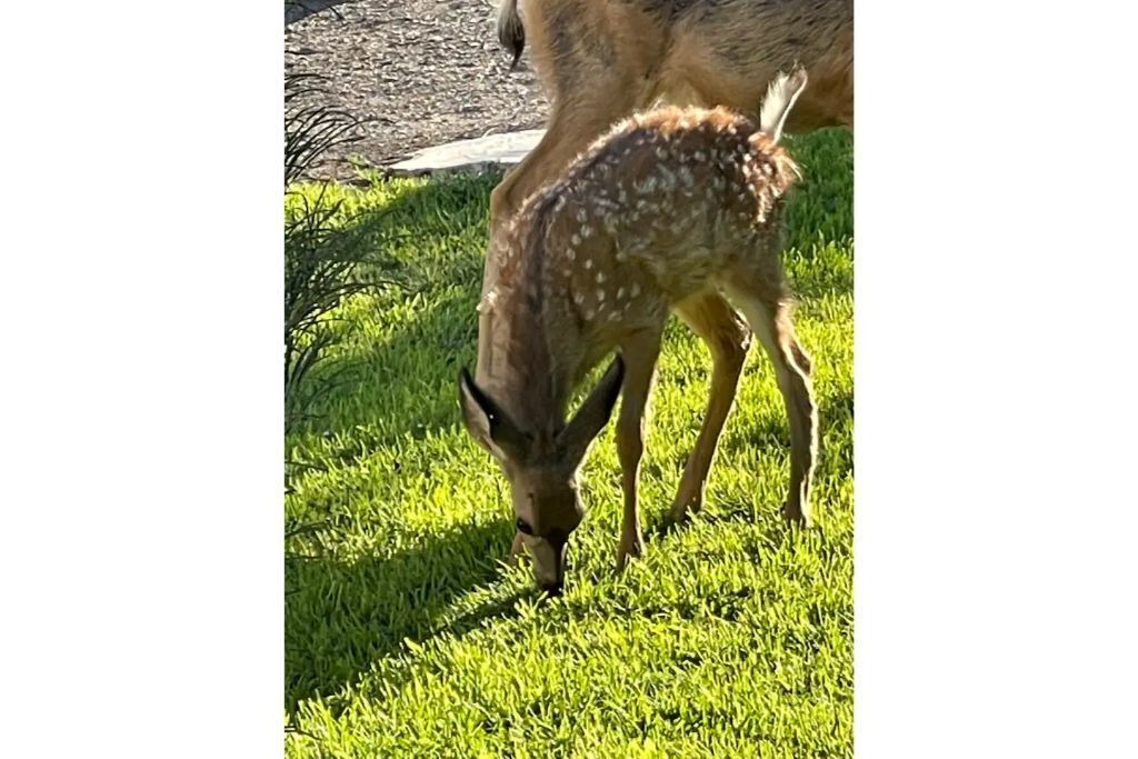 Photo of Outdoor in Huntington