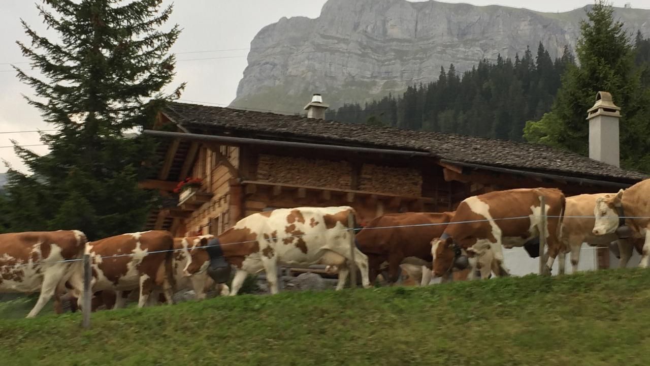 Photo of Others in Axalp
