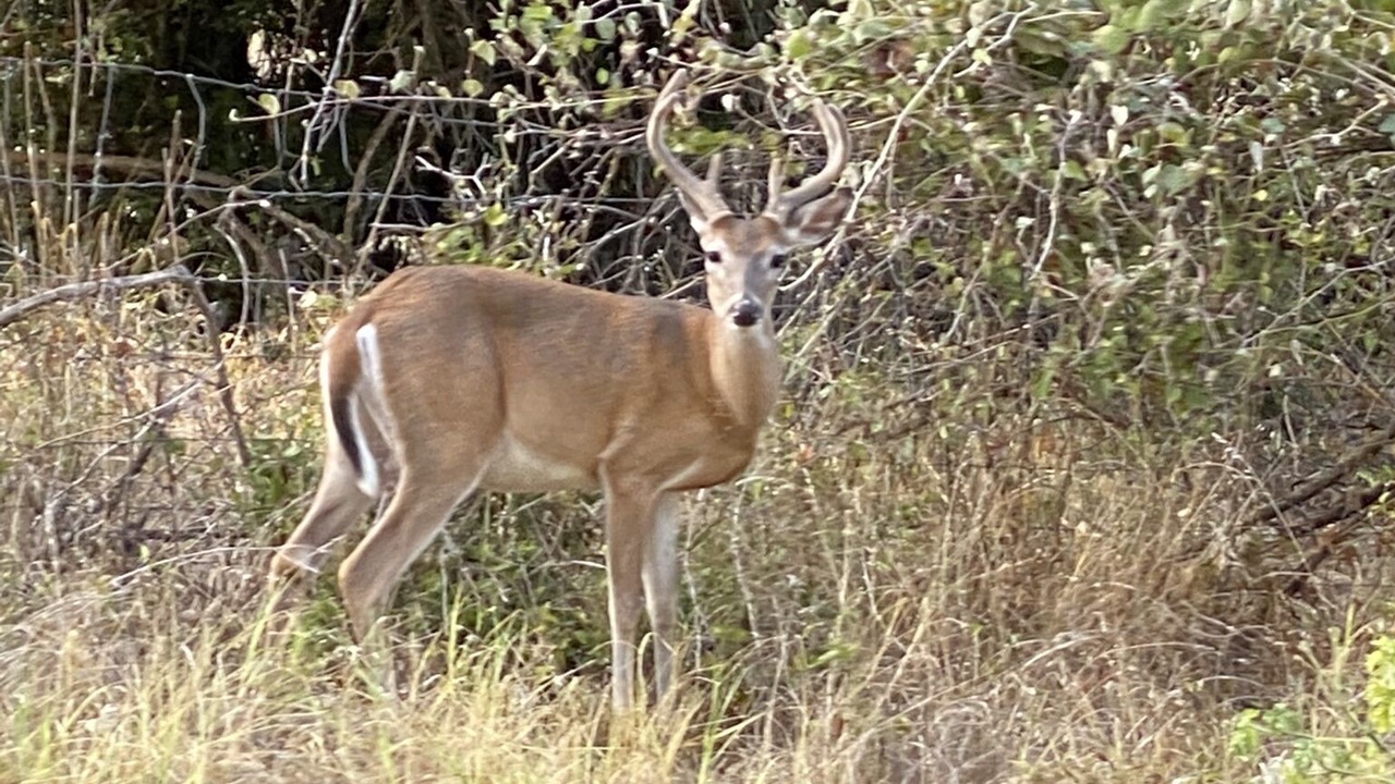 Photo of Outdoor in Marquez