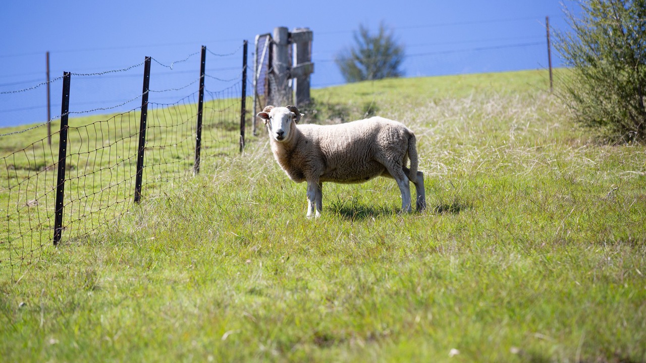 Photo of Others in Jamieson