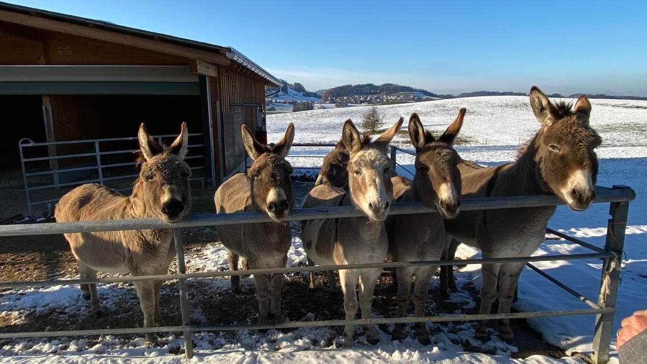 Photo of Others in Butschwil