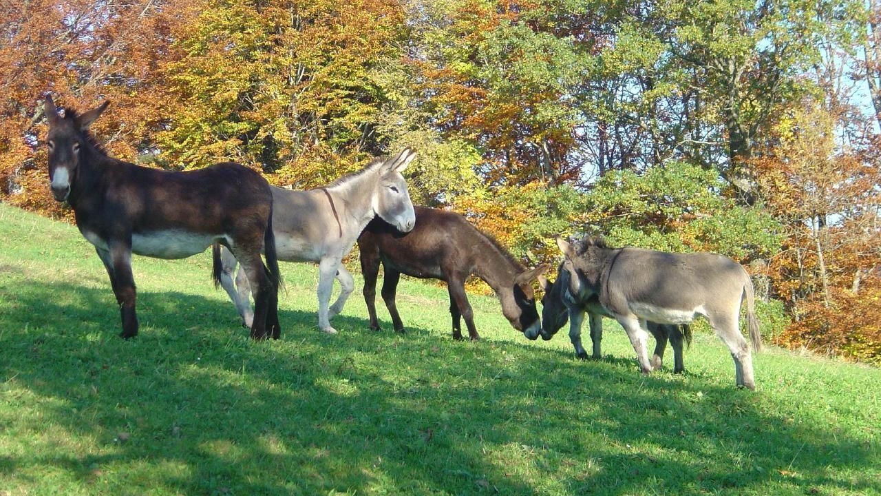 Photo of Others in Butschwil