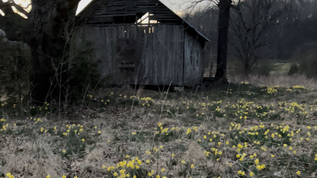 Photo of Outdoor in Shelbyville