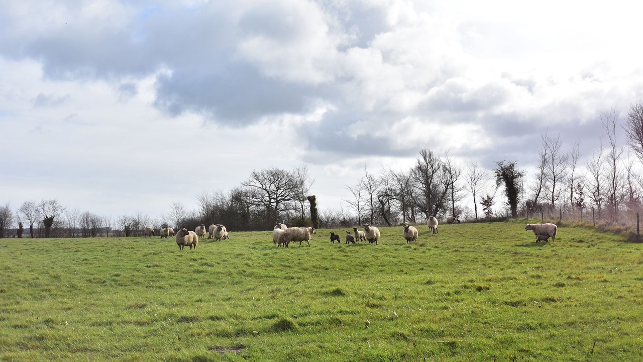 Photo of Others in Appeville