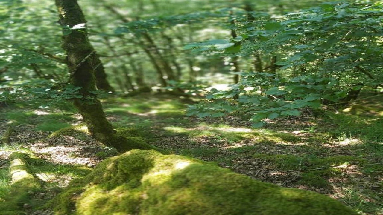 Photo of Others in Savignac-Ledrier