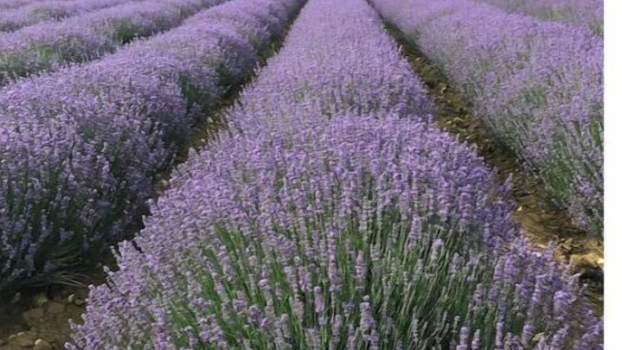 Photo of Others in Reilhanette