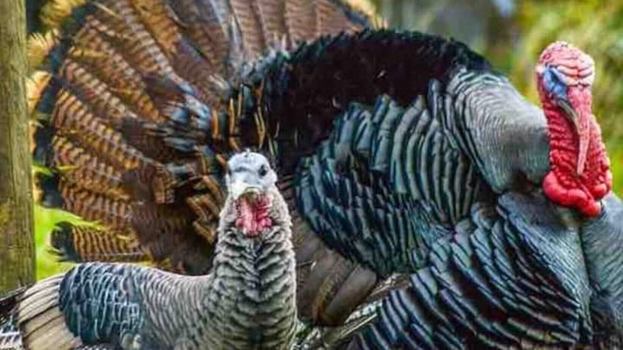 Photo of Others in Rock