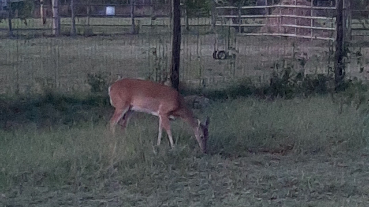 Photo of Outdoor in Antlers