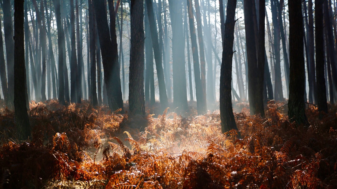 Photo of Others in Poigny la Foret