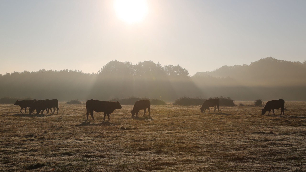 Photo of Others in Poigny la Foret