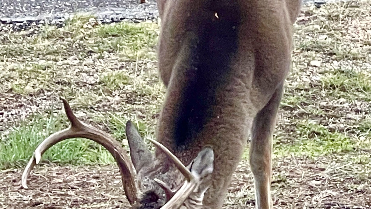 Photo of Others in Granite Shoals