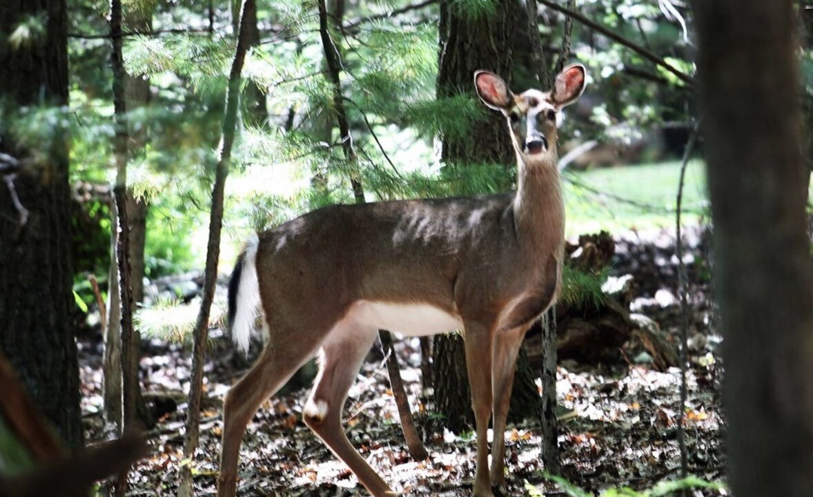 Photo of Others in Lehighton