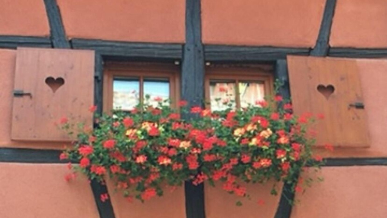Photo of Outdoor in Eguisheim