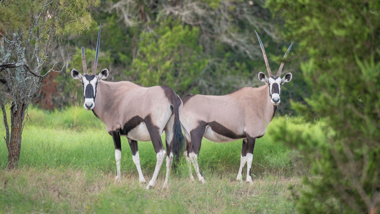 Photo of Others in Lampasas