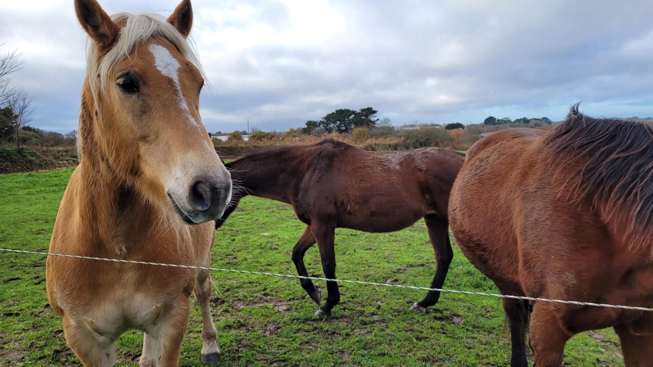 Photo of Others in Plougrescant