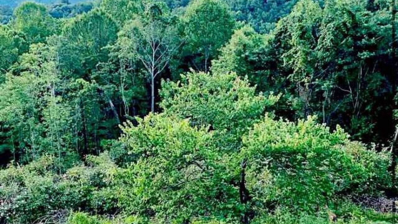 Photo of Outdoor in Fancy Gap