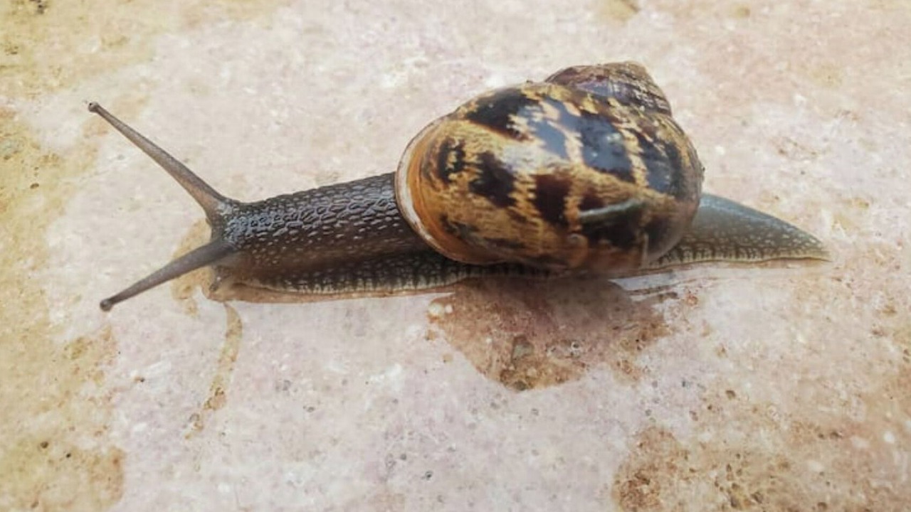 Photo of Others in Laives