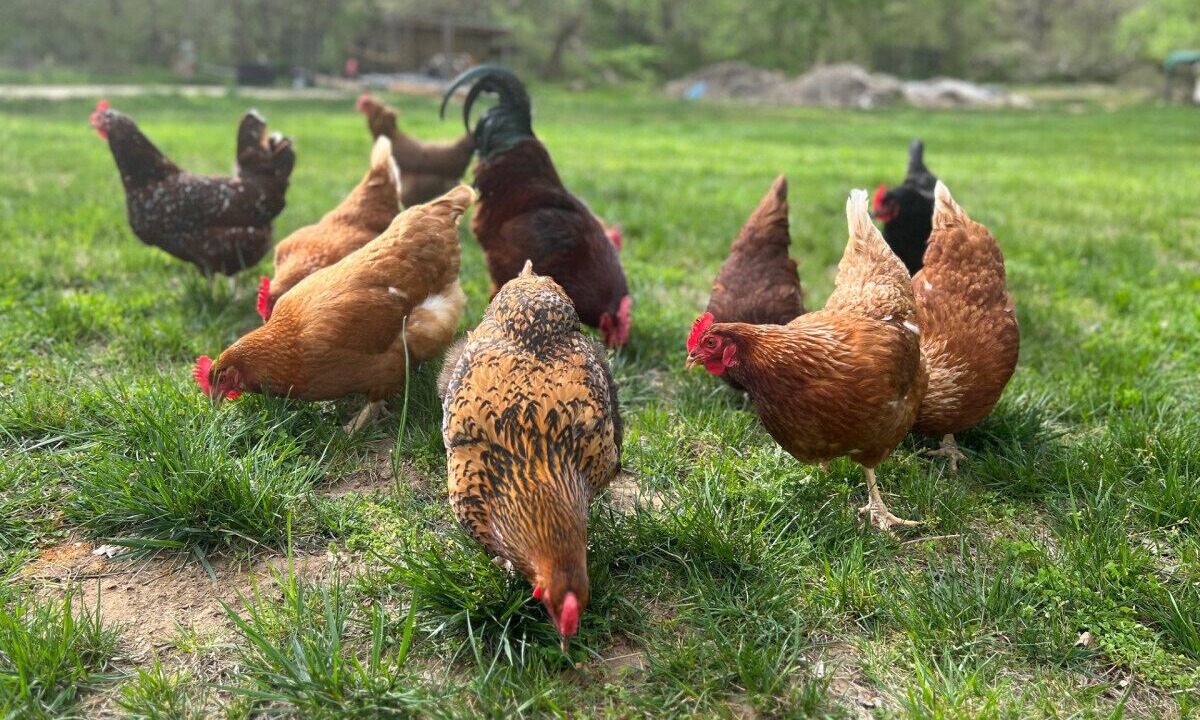 Photo of Others in Luray