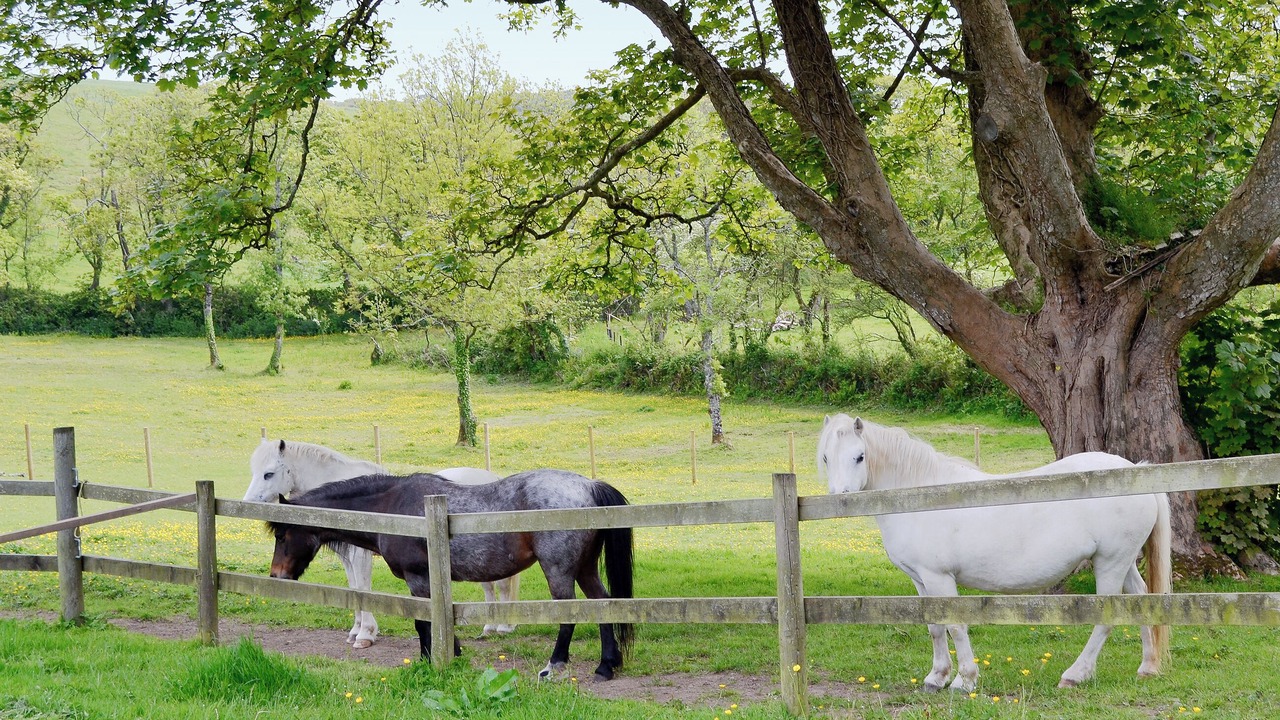 Photo of Others in Stackpole