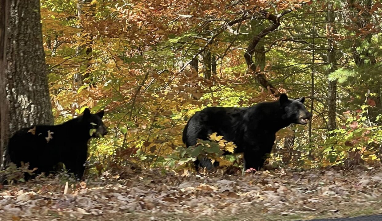 Photo of Others in Biltmore Forest
