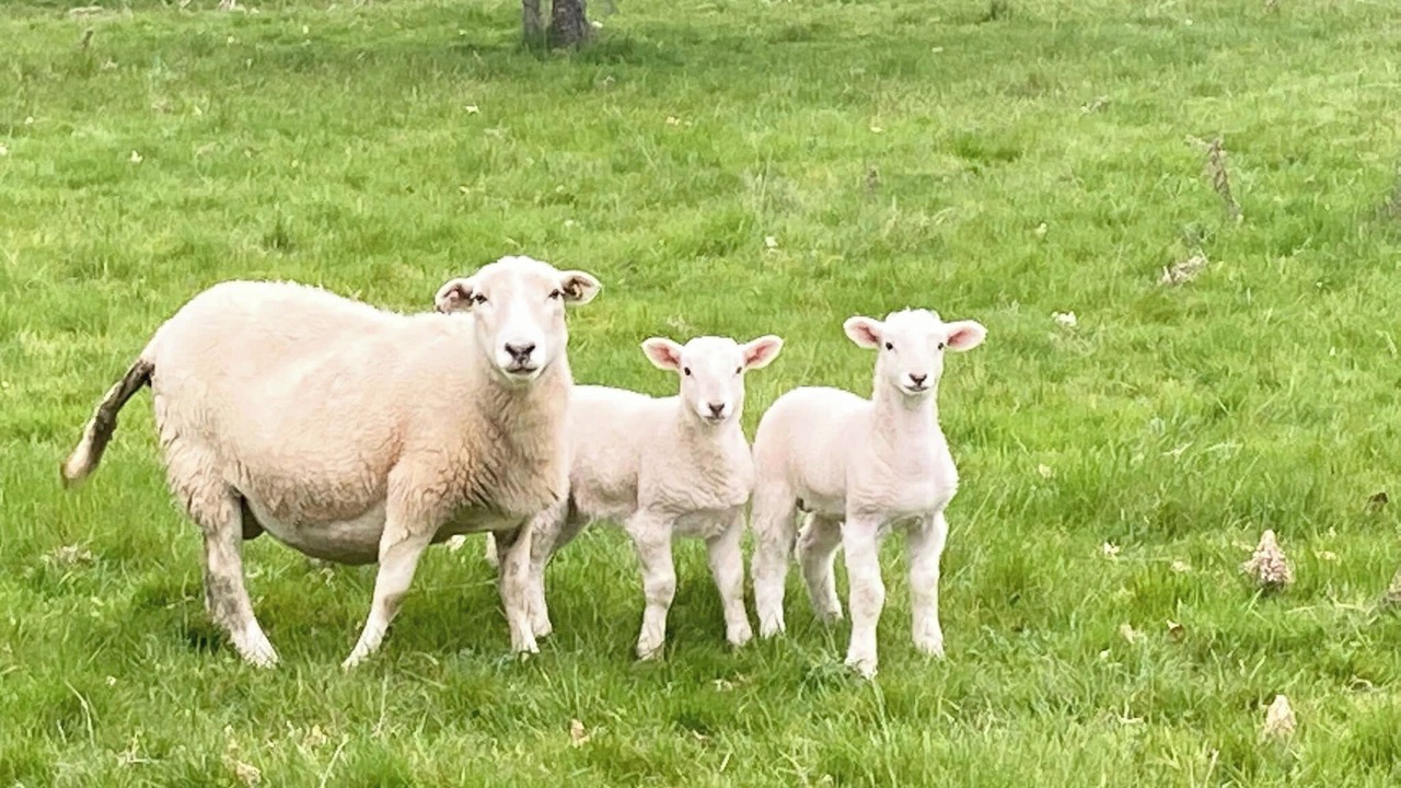 Photo of Others in Westbrook Court