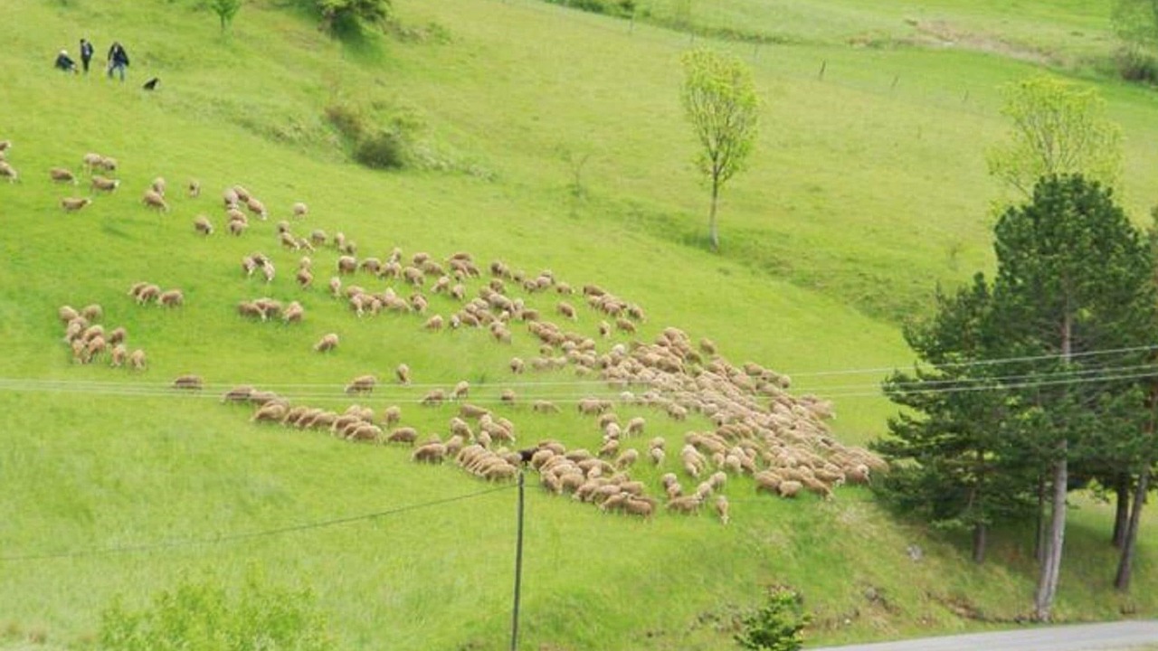 Photo of Others in Lus-la-Croix-Haute