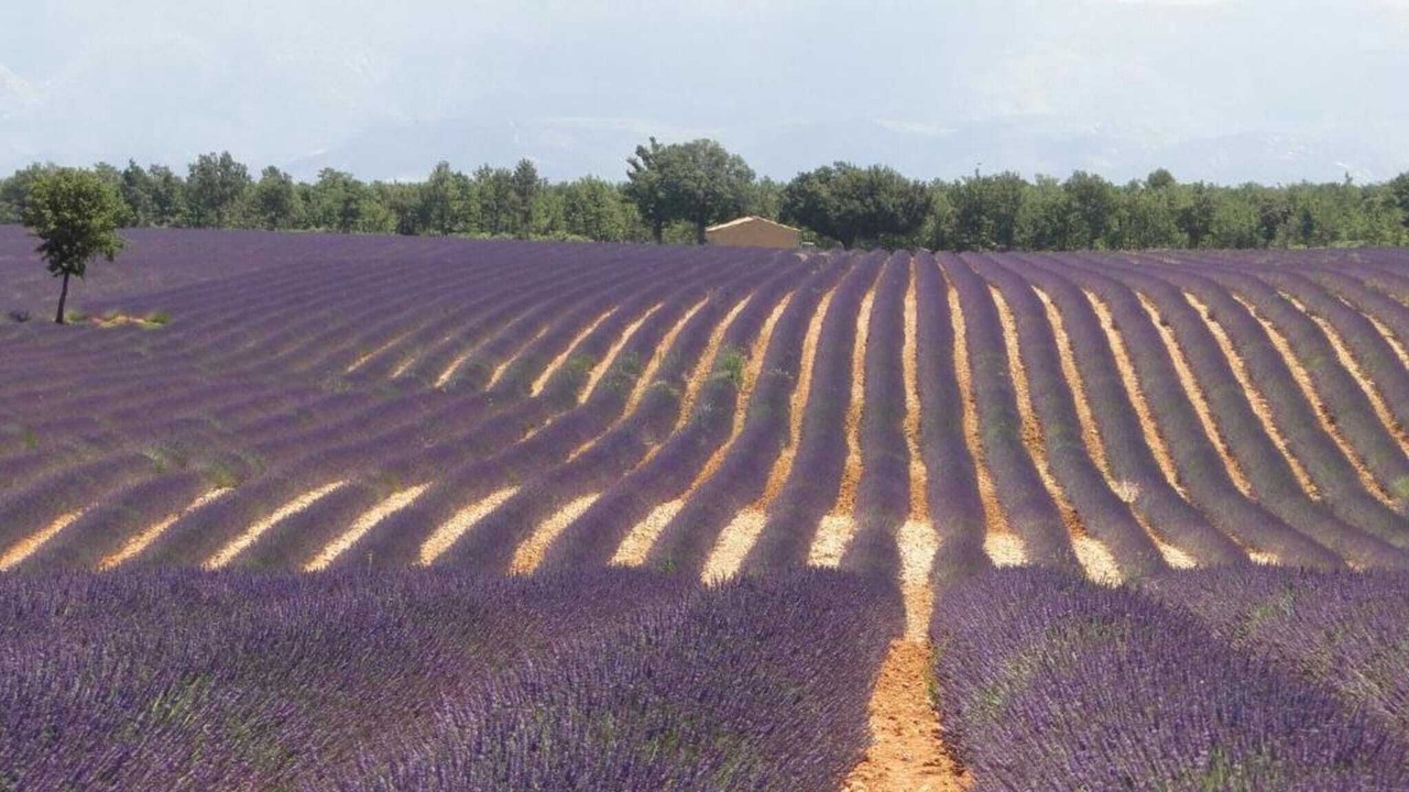 Photo of Others in Bargemon