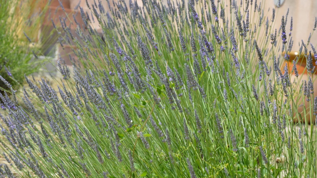 Photo of Outdoor in Bargemon