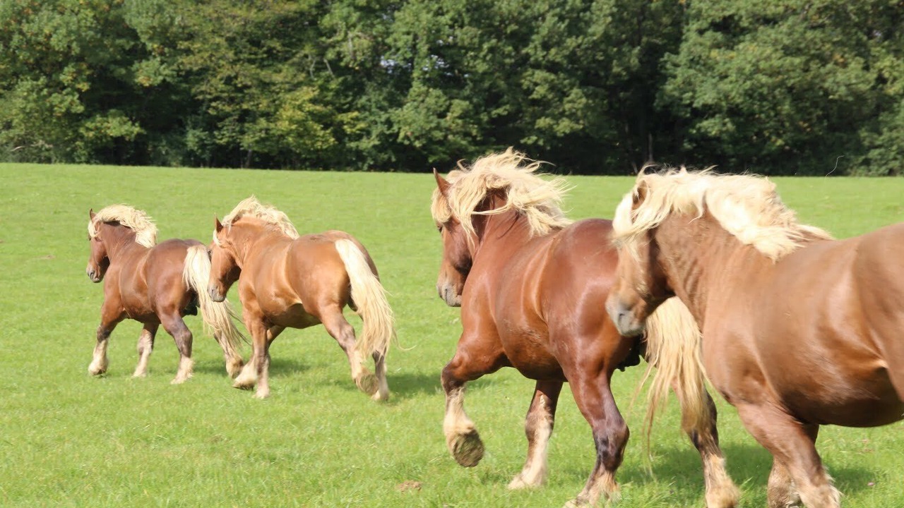 Photo of Others in Belleherbe