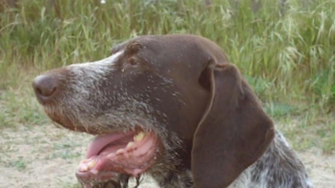 Photo of Others in Olmeto